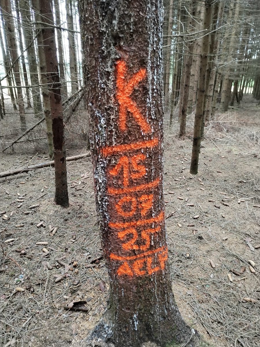 Markierter Käferbaum