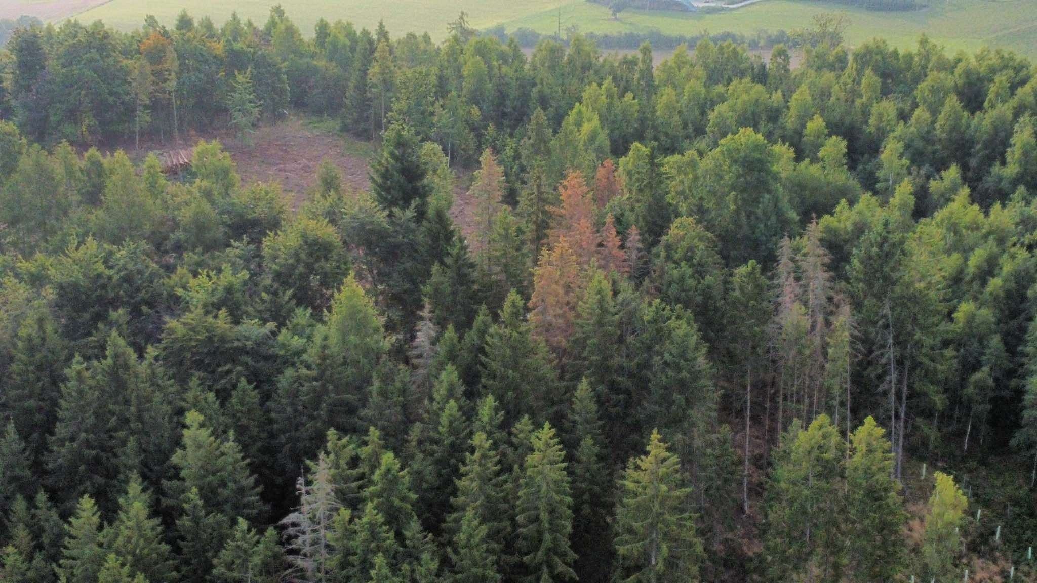 Erkannter Befall aus der Luft